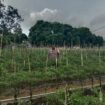 Polsek Tebingtinggi Barat Perkuat Pendampingan Petani Demi Stabilitas Ketahanan Pangan
