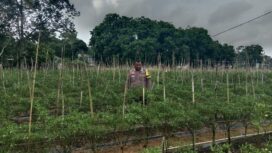 Polsek Tebingtinggi Barat Perkuat Pendampingan Petani Demi Stabilitas Ketahanan Pangan
