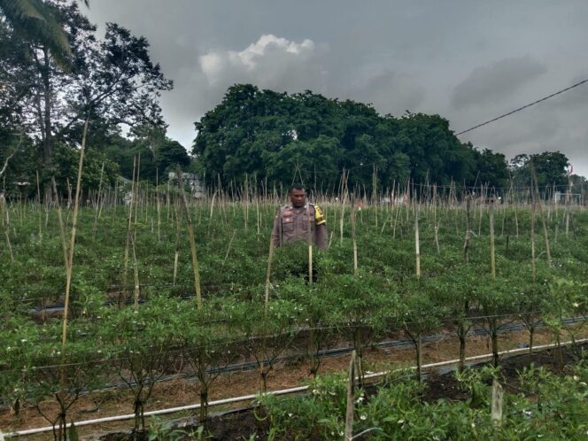 
 Polsek Tebingtinggi Barat Perkuat Pendampingan Petani Demi Stabilitas Ketahanan Pangan