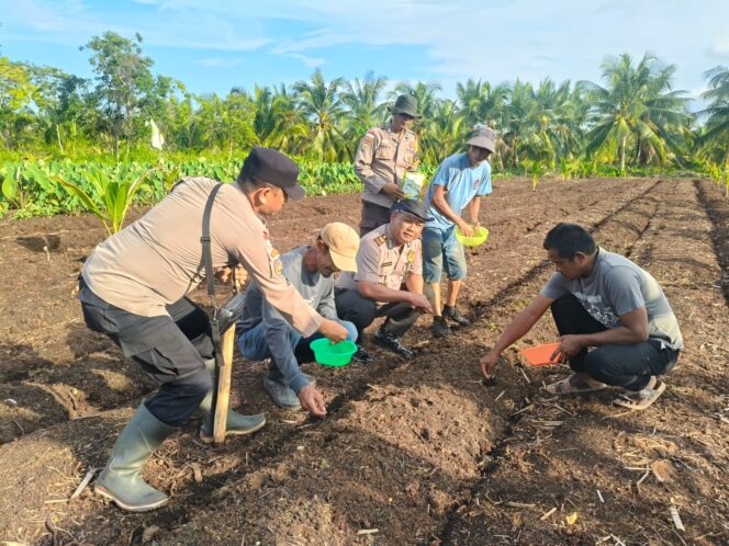 
 Kapolsek Rangsang Kembali Laksanakan Penanaman Jagung Pipil Dukung Ketahanan Pangan Nasional