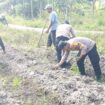 Polsek Tebingtinggi Barat dan Kelompok Tani Tanam Jagung Pipil di Gogok Darussalam
