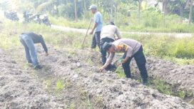 Polsek Tebingtinggi Barat dan Kelompok Tani Tanam Jagung Pipil di Gogok Darussalam