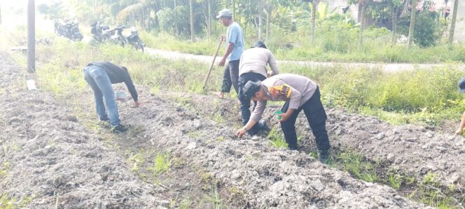 
 Polsek Tebingtinggi Barat dan Kelompok Tani Tanam Jagung Pipil di Gogok Darussalam