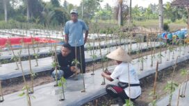 Dukung Ketahanan Pangan, Polisi di Meranti Turun Monitor Kebun Cabe Milik Kelompok Tani