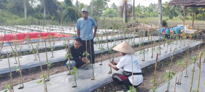 
 Dukung Ketahanan Pangan, Polisi di Meranti Turun Monitor Kebun Cabe Milik Kelompok Tani