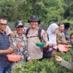 Polsek Tebing Tinggi Barat dan BUMDes Alai Selatan Panen Raya Cabai Rawit, Dukung Ketahanan Pangan Nasional. 