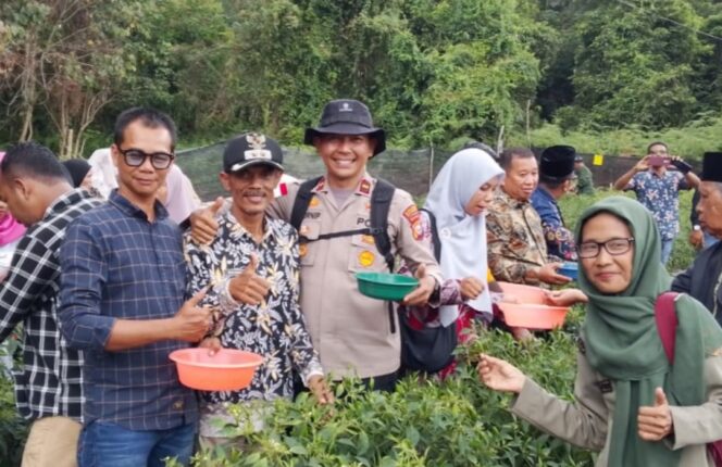 
 Polsek Tebing Tinggi Barat dan BUMDes Alai Selatan Panen Raya Cabai Rawit, Dukung Ketahanan Pangan Nasional. 