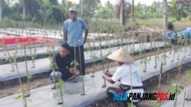 Dukung Ketahanan Pangan, Polisi di Meranti Turun Monitor Kebun Cabe Milik Kelompok Tani