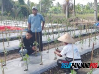 Dukung Ketahanan Pangan, Polisi di Meranti Turun Monitor Kebun Cabe Milik Kelompok Tani
