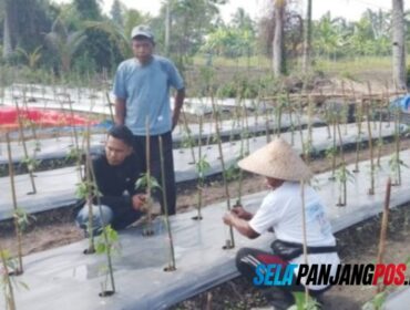 Dukung Ketahanan Pangan, Polisi di Meranti Turun Monitor Kebun Cabe Milik Kelompok Tani