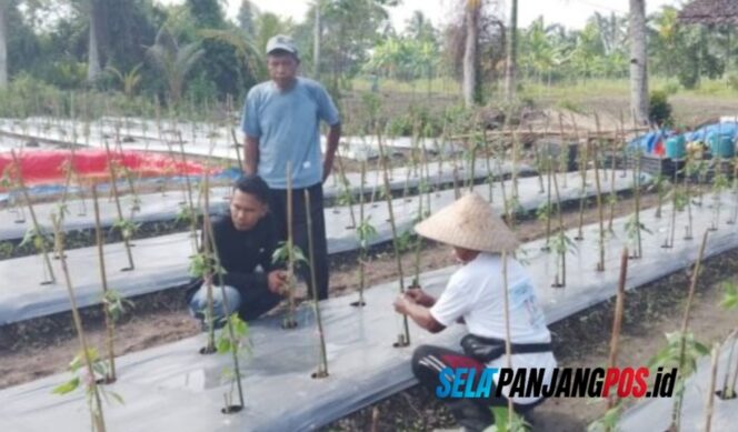 
 Dukung Ketahanan Pangan, Polisi di Meranti Turun Monitor Kebun Cabe Milik Kelompok Tani