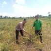Polsek Tebing Tinggi Barat Dampingi Kelompok Tani Kembangkan Budidaya Nanas untuk Dukung Ketahanan Pangan