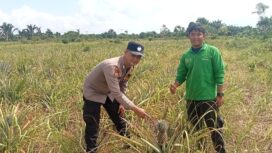 Polsek Tebing Tinggi Barat Dampingi Kelompok Tani Kembangkan Budidaya Nanas untuk Dukung Ketahanan Pangan