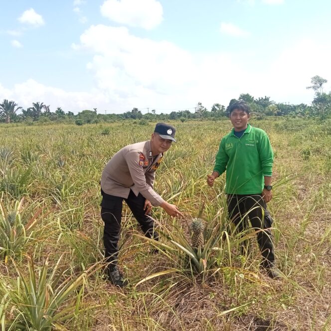 
 Polsek Tebing Tinggi Barat Dampingi Kelompok Tani Kembangkan Budidaya Nanas untuk Dukung Ketahanan Pangan