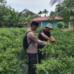 Bhabinkamtibmas Desa Bantar Dampingi Panen Cabai Rawit, Dukung Ketahanan Pangan di Meranti