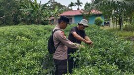 Bhabinkamtibmas Desa Bantar Dampingi Panen Cabai Rawit, Dukung Ketahanan Pangan di Meranti