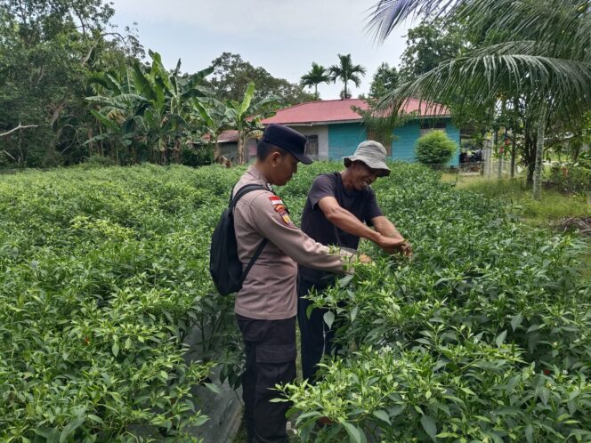 
 Bhabinkamtibmas Desa Bantar Dampingi Panen Cabai Rawit, Dukung Ketahanan Pangan di Meranti