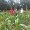 Polsek Tebing Tinggi Barat Bina Petani Jagung Manis, Dukung Ketahanan Pangan Nasional
