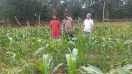 Polsek Tebing Tinggi Barat Bina Petani Jagung Manis, Dukung Ketahanan Pangan Nasional