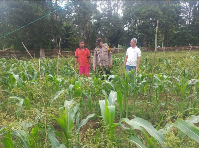 
 Polsek Tebing Tinggi Barat Bina Petani Jagung Manis, Dukung Ketahanan Pangan Nasional