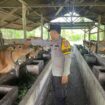 Polsek Tebing Tinggi Barat Bina Peternak Sapi, Perkuat Ketahanan Pangan Nasional