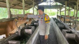 Polsek Tebing Tinggi Barat Bina Peternak Sapi, Perkuat Ketahanan Pangan Nasional