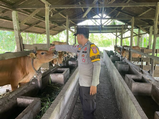 
 Polsek Tebing Tinggi Barat Bina Peternak Sapi, Perkuat Ketahanan Pangan Nasional