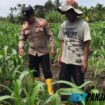 Polsek Tebing Tinggi Barat Dampingi Kelompok Tani Kembangkan Budidaya Jagung di Desa Gogok Darussalam