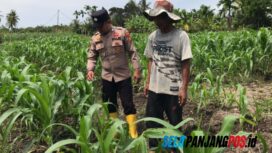 Polsek Tebing Tinggi Barat Dampingi Kelompok Tani Kembangkan Budidaya Jagung di Desa Gogok Darussalam