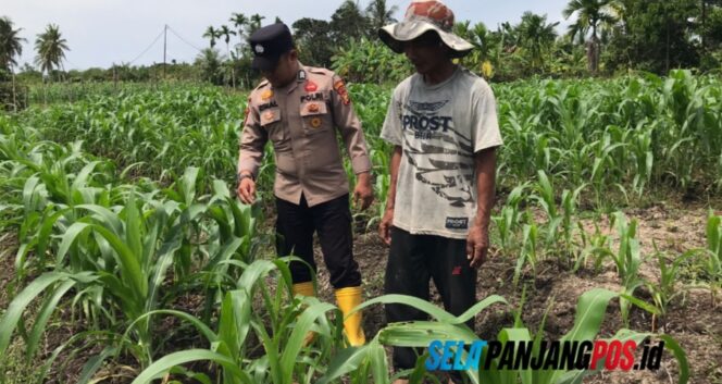 
 Polsek Tebing Tinggi Barat Dampingi Kelompok Tani Kembangkan Budidaya Jagung di Desa Gogok Darussalam