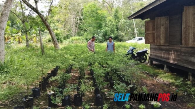 
 Bhabinkamtibmas Polsek Rangsang Barat Tinjau P2B Warga, Dukung Ketahanan Pangan Keluarga
